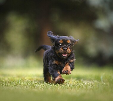 Hund Liebe Heimat