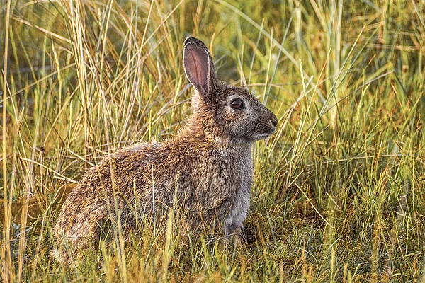 Hase in der Wiese