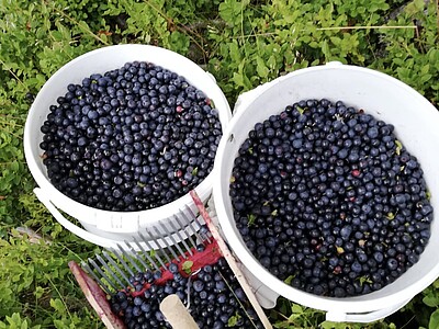 Blaubeeren Liebe Heimat