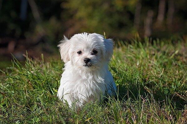 Hund Liebe Heimat