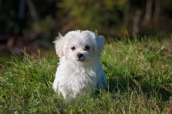 Hund Liebe Heimat