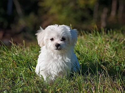 Hund Liebe Heimat