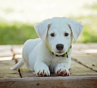 Hund Liebe Heimat
