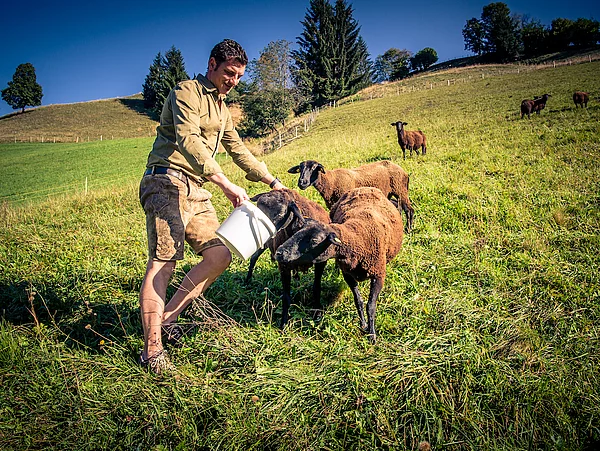Schafe Saalbach 