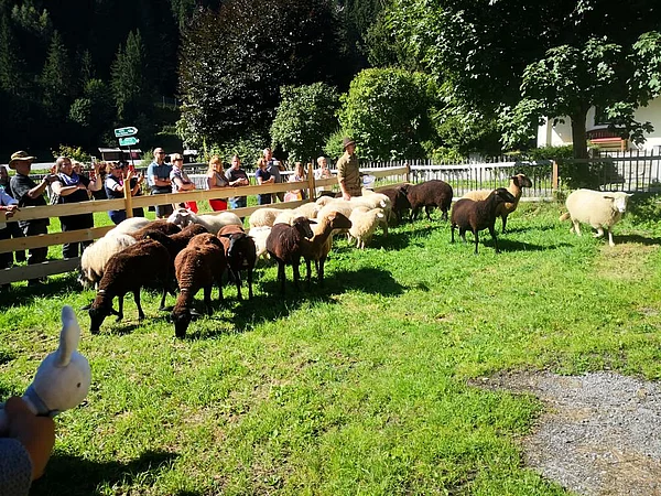 Schafabtrieb Liebe Heimat