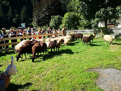 Schafabtrieb Liebe Heimat